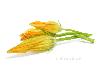 flor de calabacín